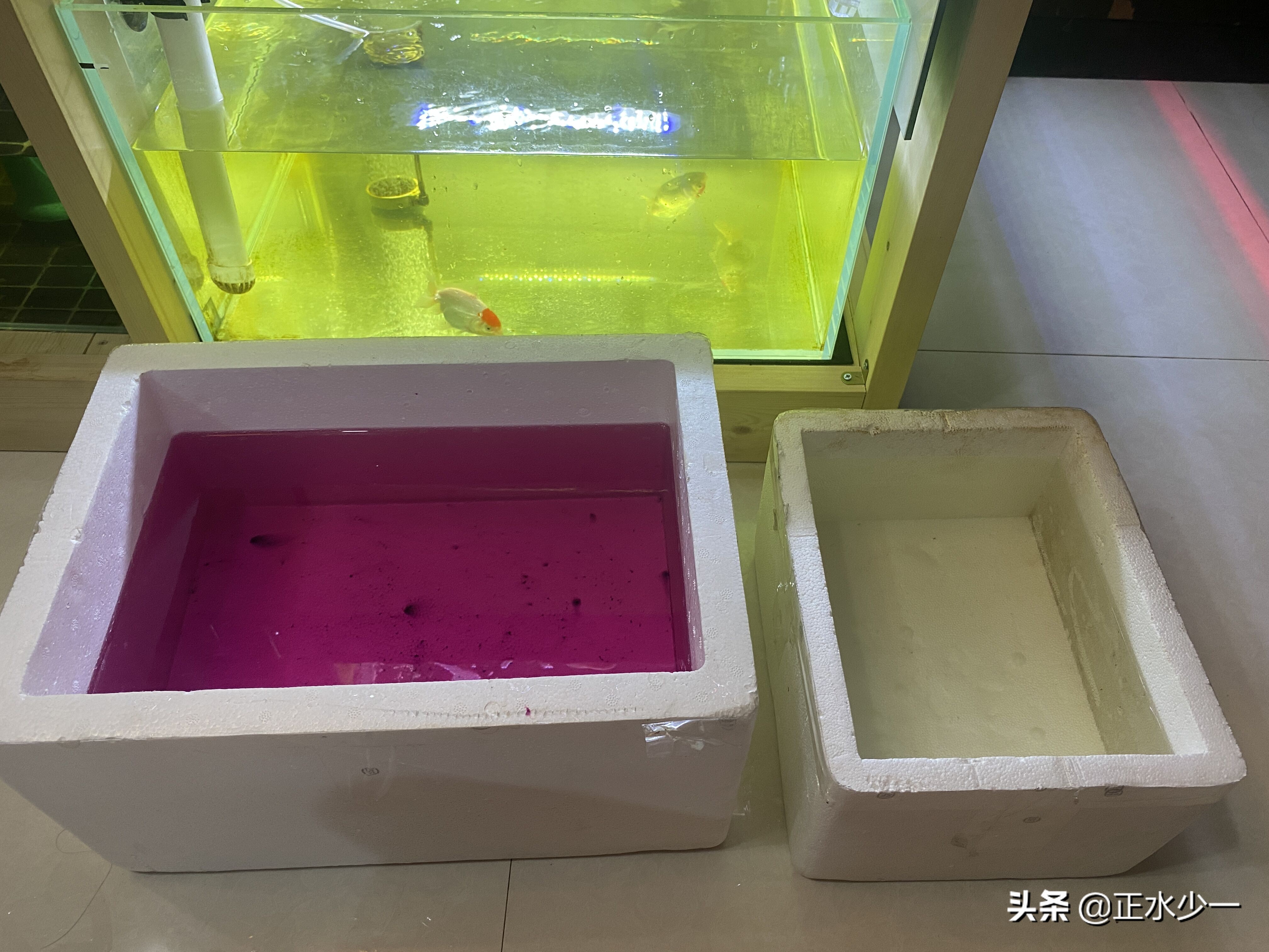 金鱼治疗菌鳃的最好办法,金鱼鳃霉病治疗方法