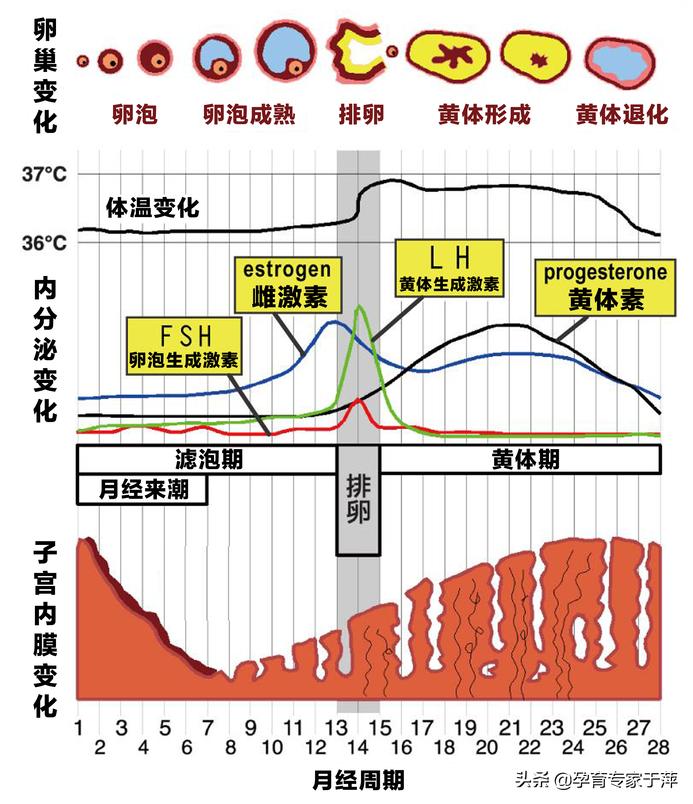 青岛医生于萍视频,青岛权威专家助孕
