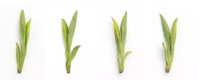 哪些茶有钱也买不到,这3款茶有钱都喝不到