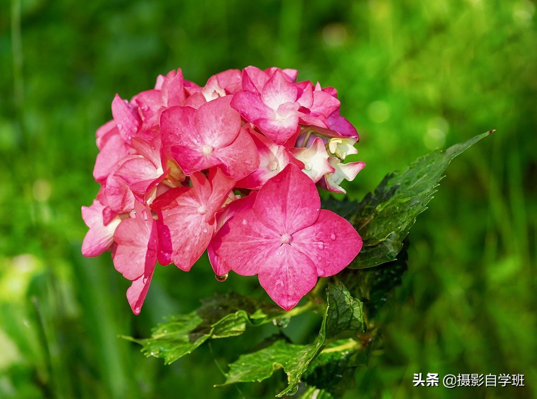 拍花朵的8个摄影技巧,拍花朵摄影技巧与方法图解