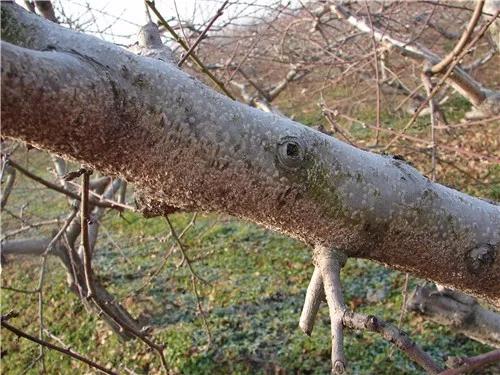 几月份蚧壳虫难治,蚧壳虫最有效治疗法