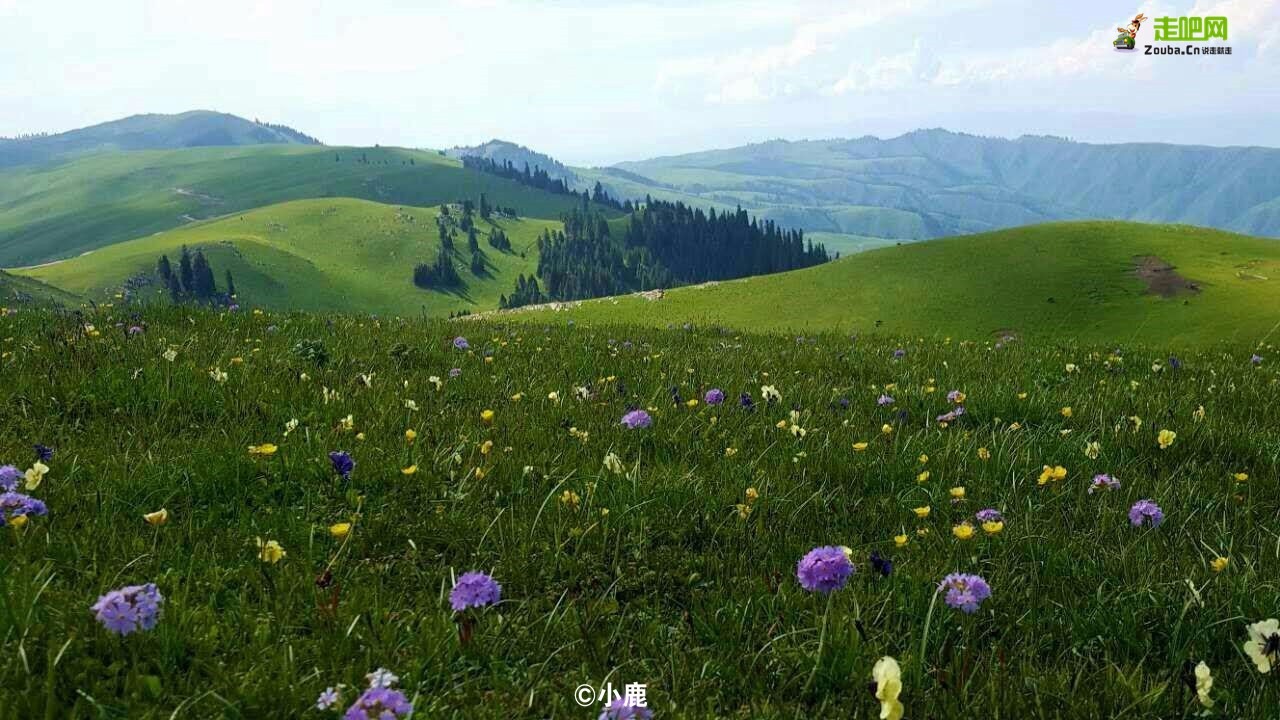 梵高画不出的向日葵,梵高画中的风景