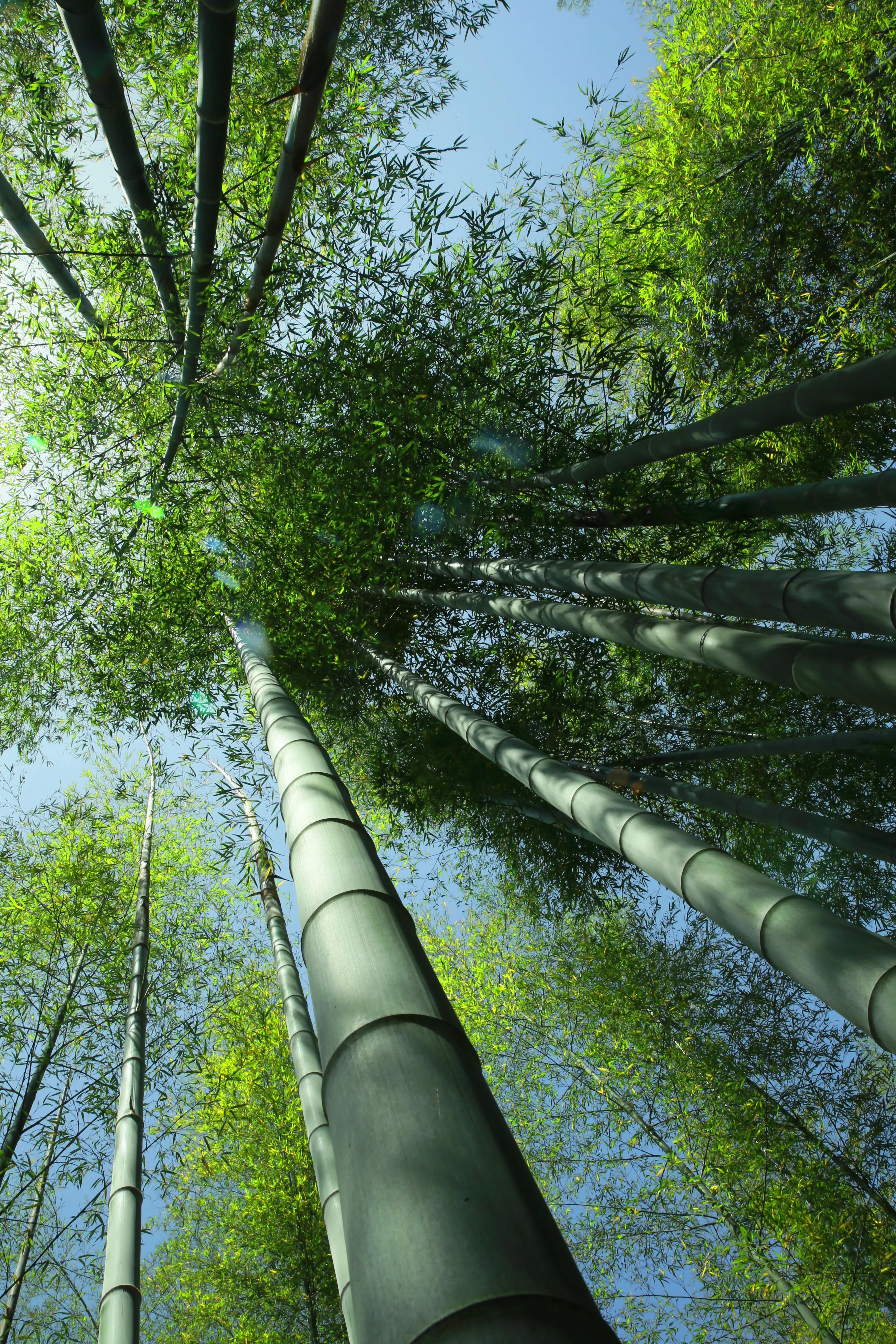 南京江宁区石塘竹海景区,石塘竹海附近有什么景点