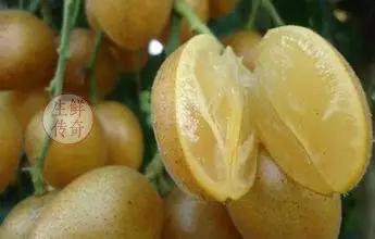 海南必吃十种水果图片名称,海南水果品种大全排名