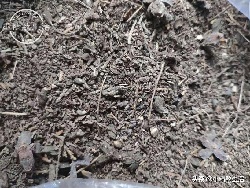 在山上挖回来的兰花缓苗多久,树下种植兰花