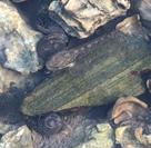 南方的孩儿爱上北方的海