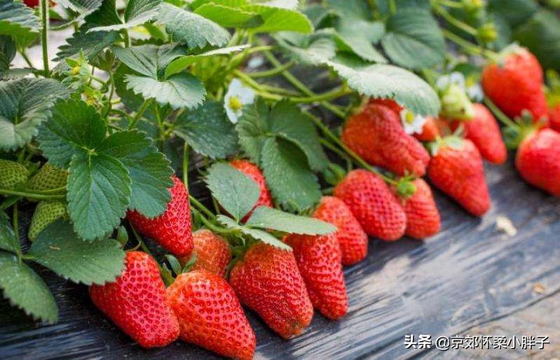 草莓生产全程管理方案,草莓绿色生产技术规程