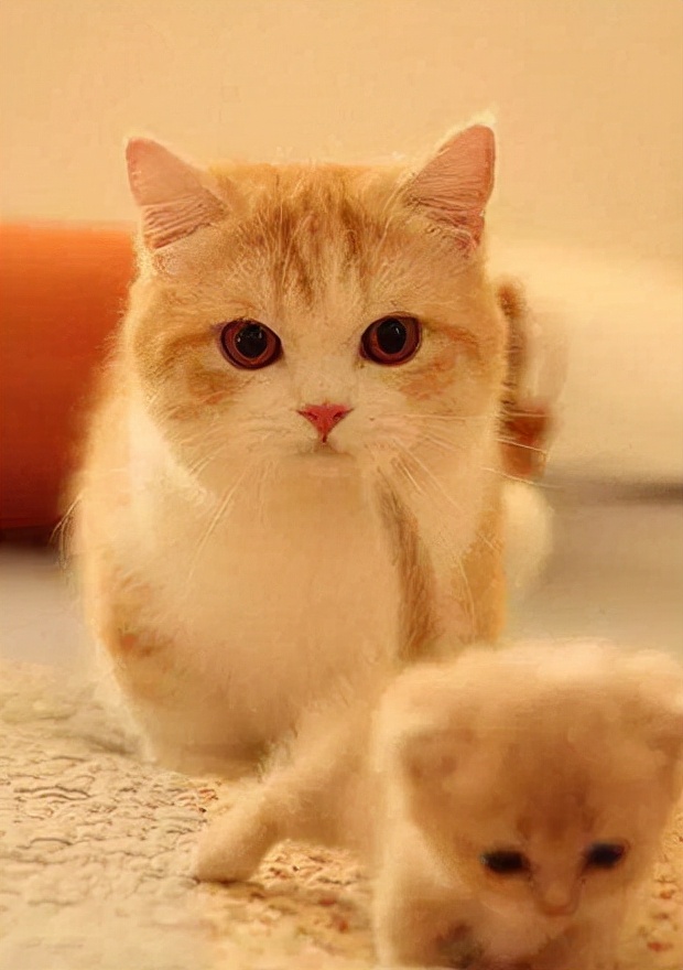 橘猫正确喂养方法,橘猫喂养技巧