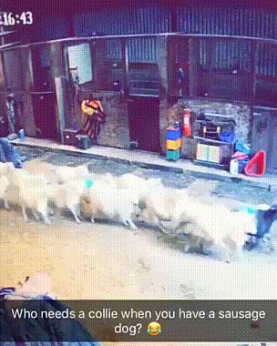 女生防狼术gif,姑娘防狼术视频