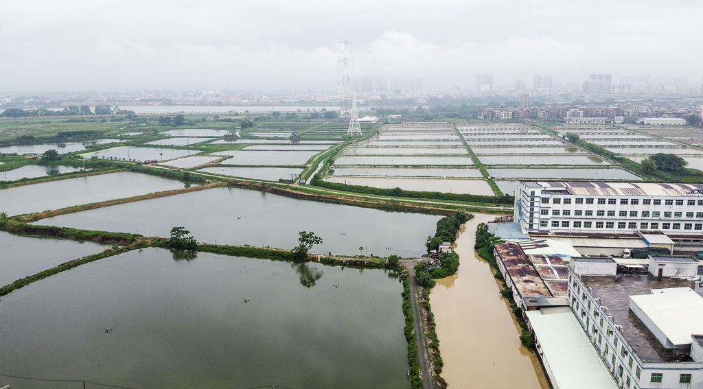 东莞石排是个什么样的镇,东莞市百强