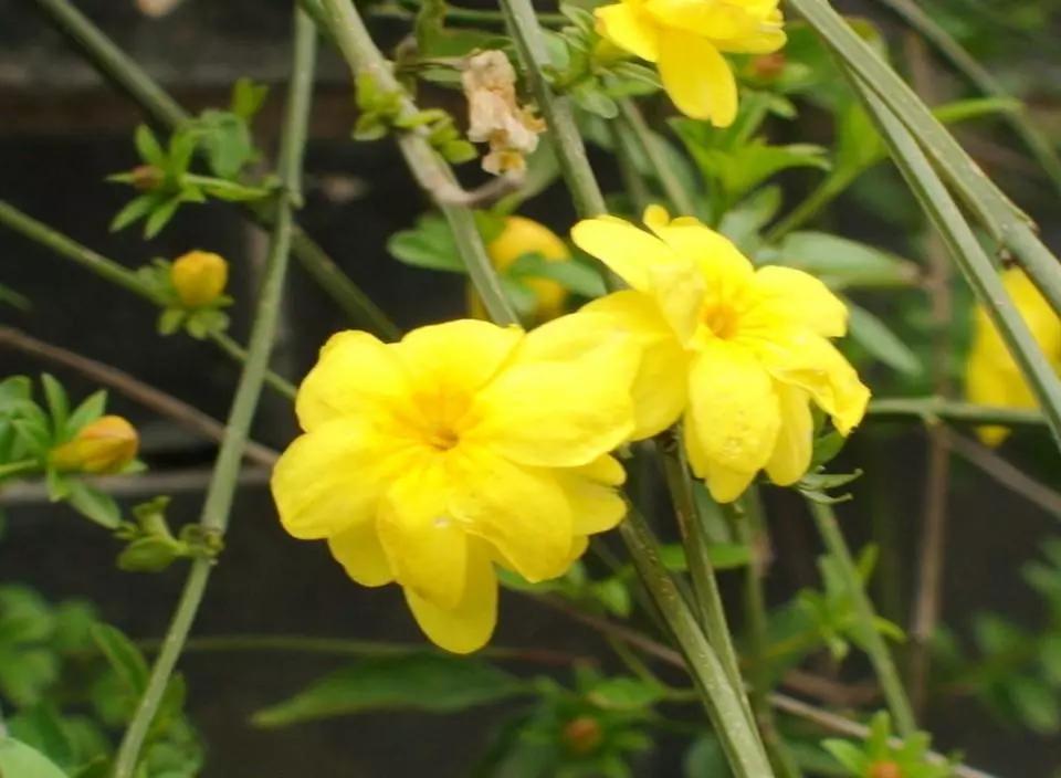 迎春花开得早,迎春花花开得早