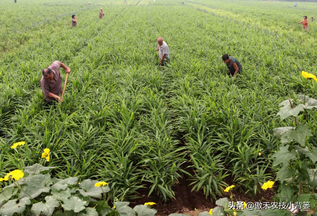 生姜种植技术和管理方法,生姜种植前期管理方法