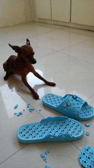 伸舌头的小鹿犬,爱洗澡的小鹿犬