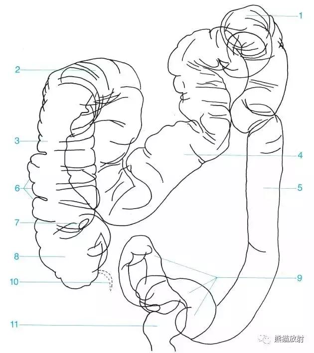 「收藏」11种消化道造影解剖图谱