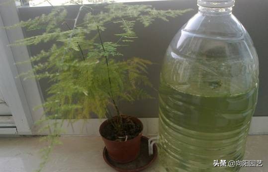 自制夏天自动浇水简易装置,自制室内无人自动浇水神器