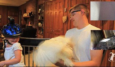 鸡头放摄像头视频,鸡头上装摄像机