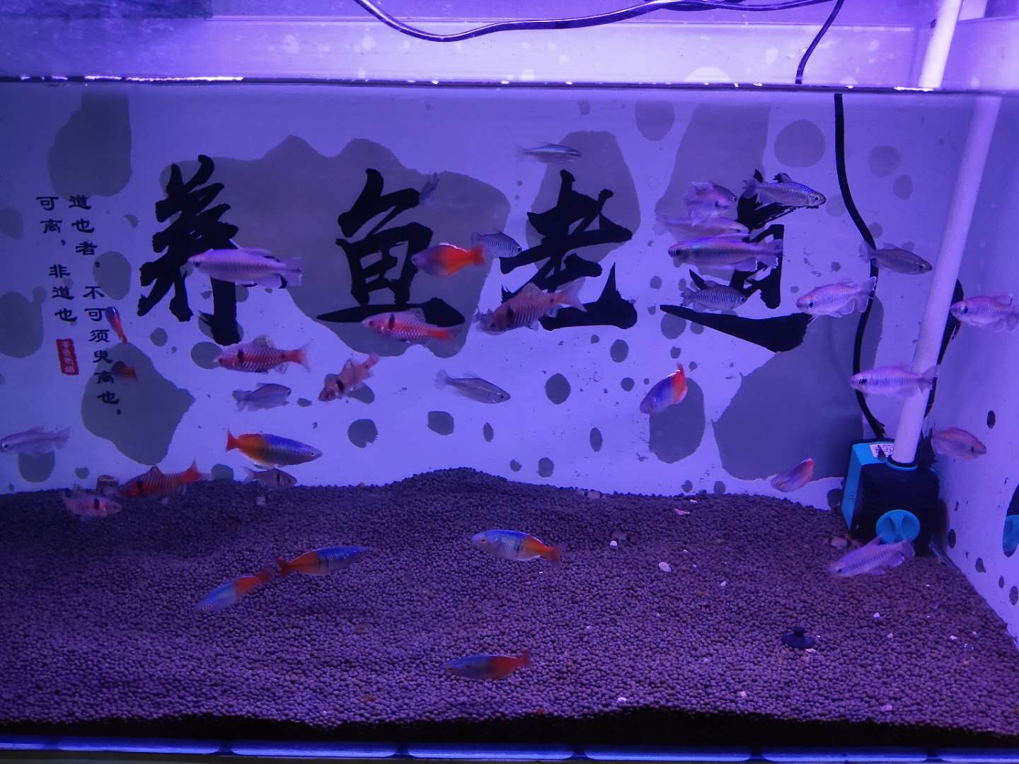 锦鲤观赏鱼到家新鱼烂身怎么治疗,买的观赏鱼到了怎么处理