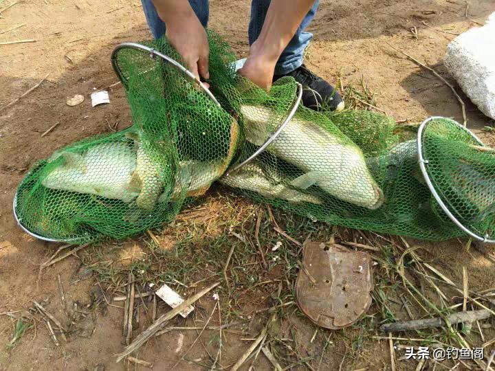 鲤鱼喜欢什么味型的窝料,鲤鱼喜欢什么窝料