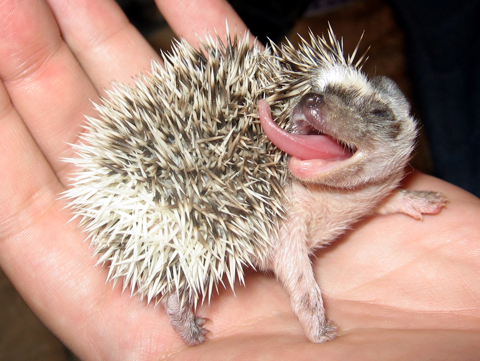 快给非洲迷你刺猬咬吧！咬了涂刺就算征服它了？小心被白咬了