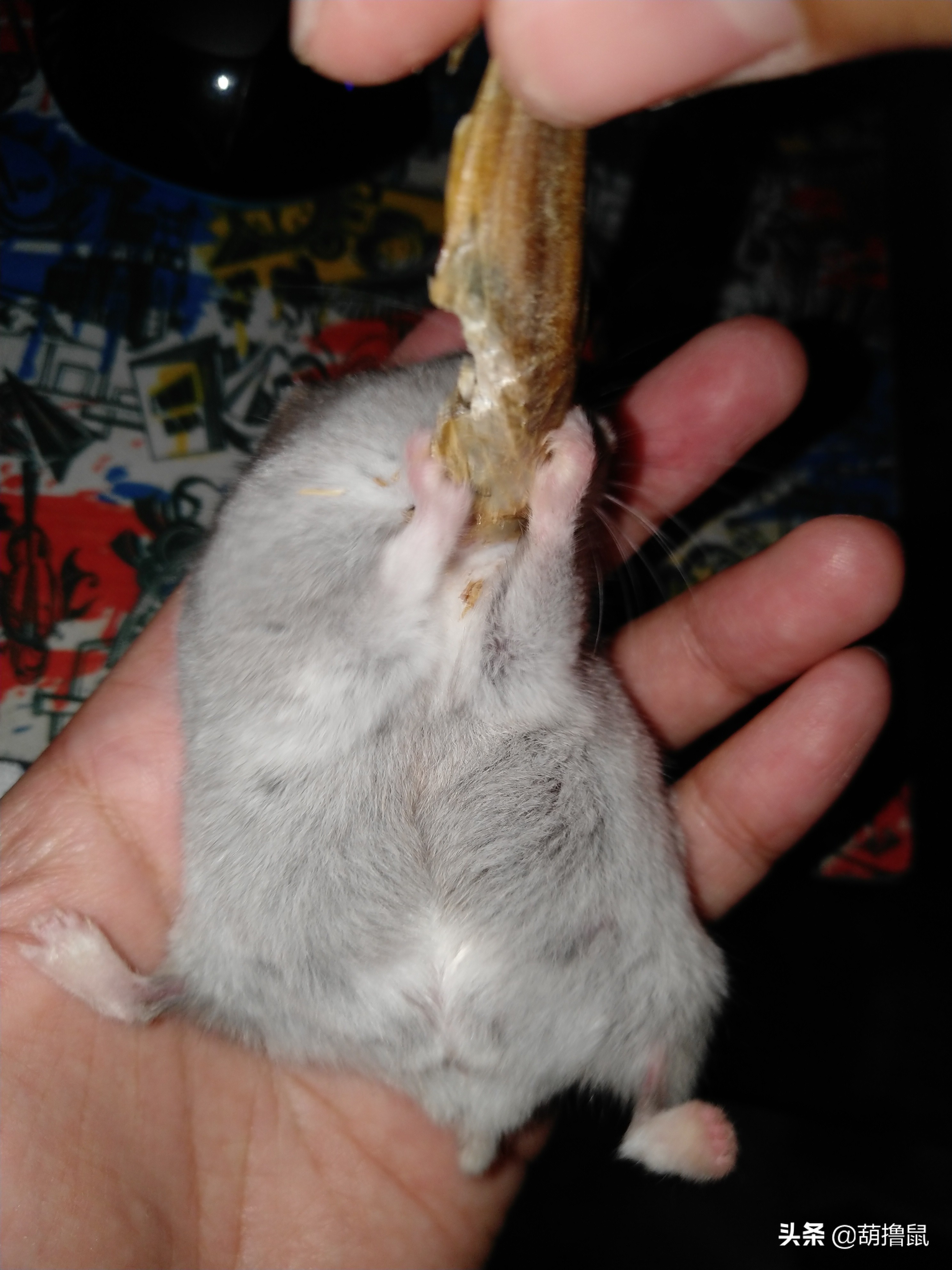 仓鼠怀孕后的注意事项,仓鼠生育注意什么事项图片