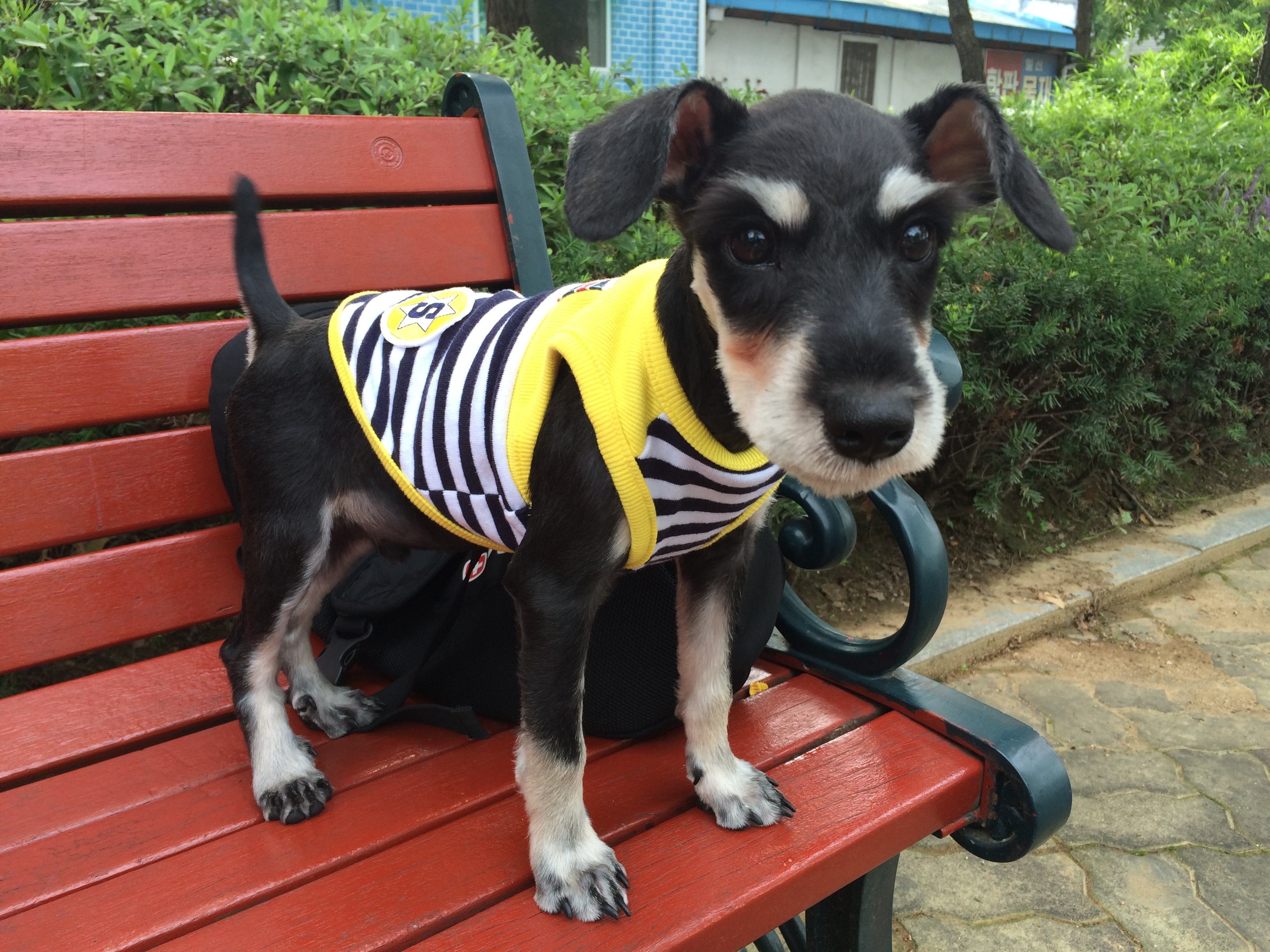 狗狗有3根胡须有什么说法 (狗狗胡子的功效和作用)