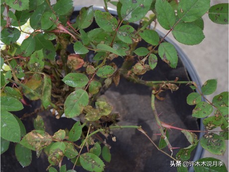 多菌灵可以治疗月季灰霉病吗,月季灰霉病黑斑病黄叶打什么药