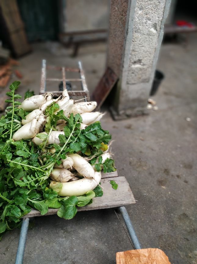 乐山小吃美食萝卜,特色小吃萝卜