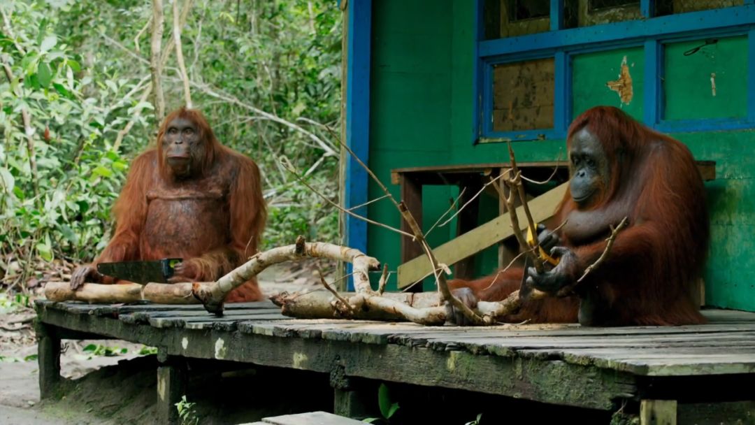 BBC最棒8部纪录片，强烈推荐孩子暑假看