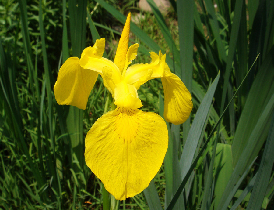 植物染女装原创,植物染蓝色系效果