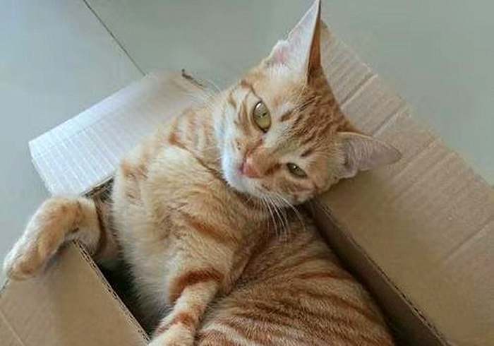 猫咪输尿管堵塞,猫咪尿闭导尿堵塞