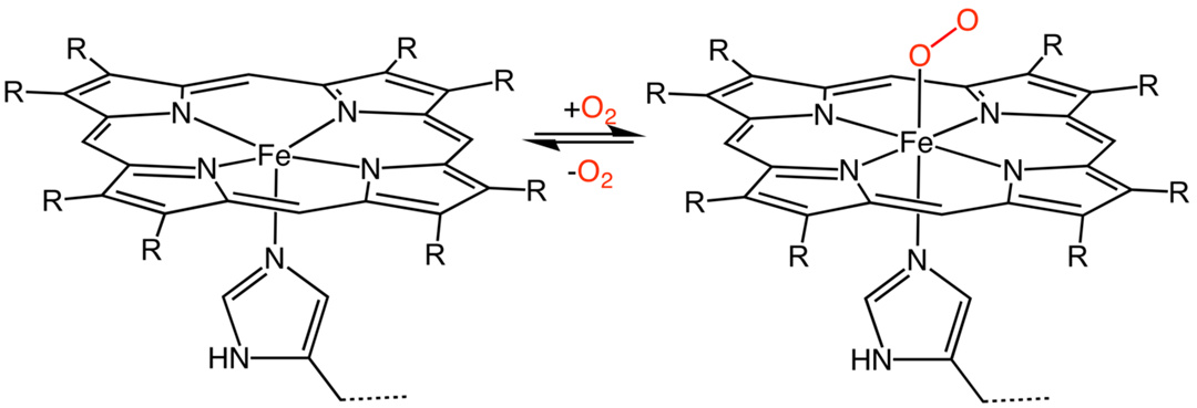 铁锅真的能给人身体补铁吗,补铁用铁锅真的补铁吗