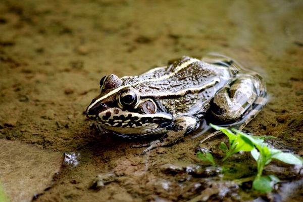 青蛙的养殖方法及注意事项,美国青蛙好不好养