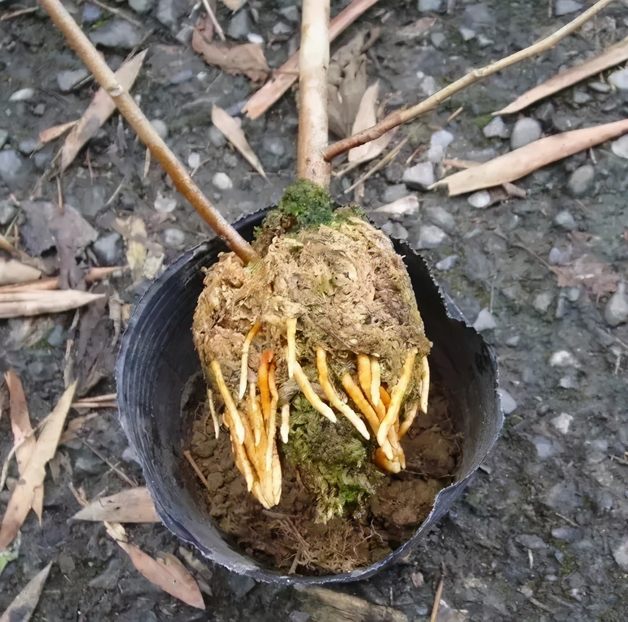 用水苔养花的6大好处，烂根植物轻松救活，枯萎的多肉能重新生根