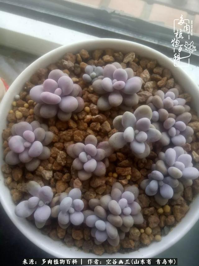 多肉最美的时光,多肉惊艳我的时光