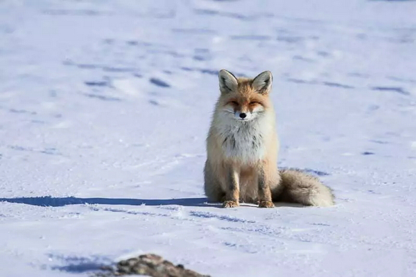 巴音布鲁克镇冬天的生活,巴音郭楞自治州和静县冬天