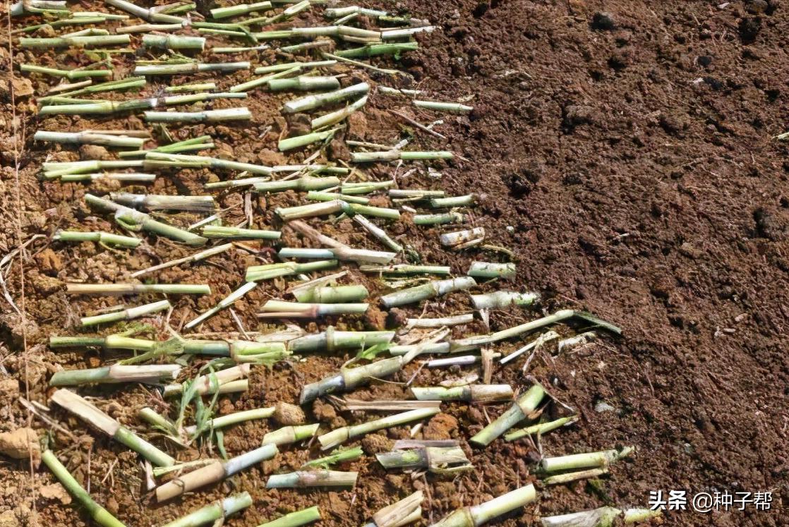 皇竹草北方亩产多少吨,北方皇竹草和甜象草哪个适合养牛