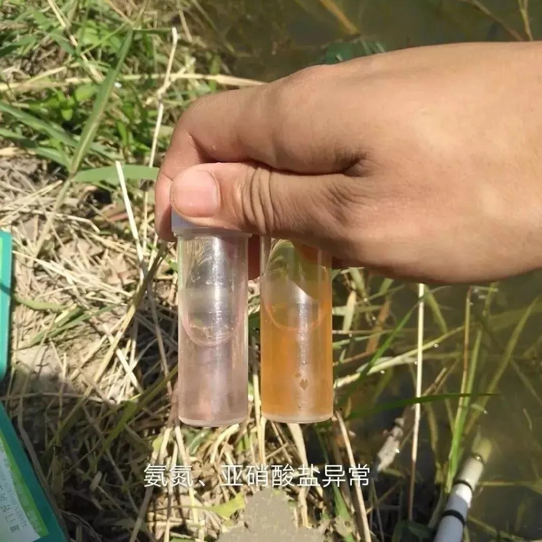 对虾红体病怎么治,对虾红体怎么治