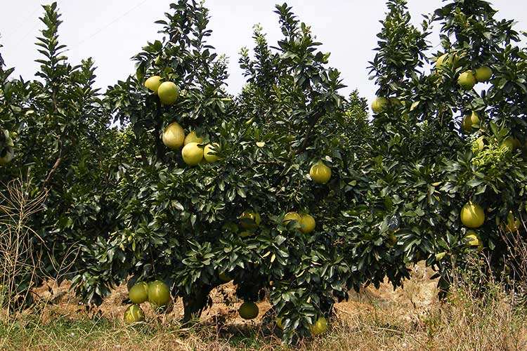 柚子怎么不甜呢,柚子怎样才能让它更甜