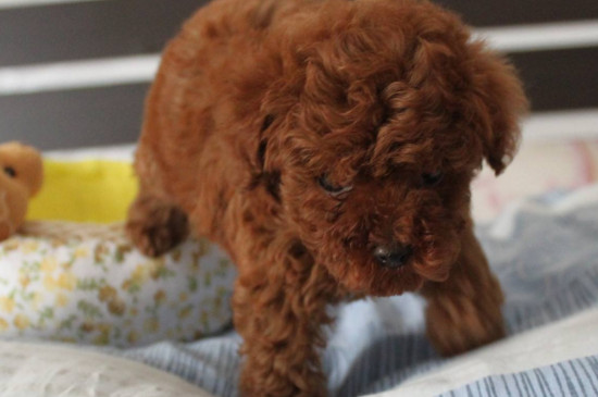 1岁玩具小体泰迪,泰迪不爱吃零食也不喜欢玩玩具