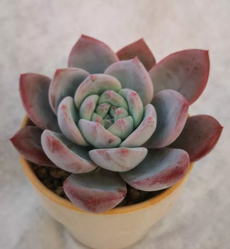 最美的20种多肉,15种最美的多肉