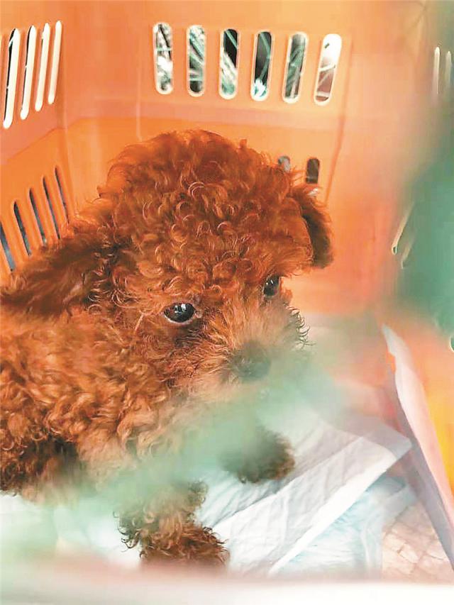 深晚荐读｜宠物托运“猫腻”有点多，部分商家涉嫌伪造证件