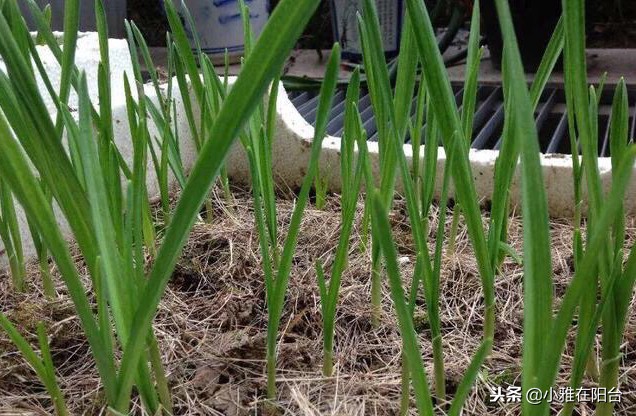阳台种的蒜苗为什么那么细,阳台花盆种蒜苗用什么肥料好