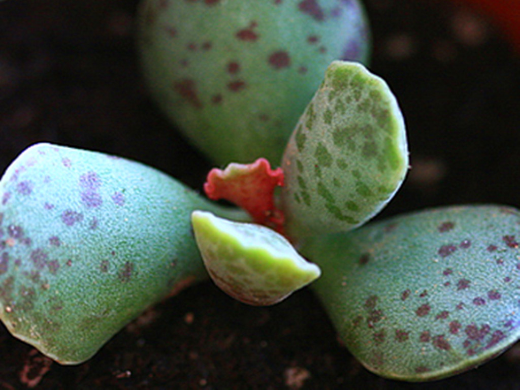 十种容易出状态的多肉,又呆萌又可爱的多肉