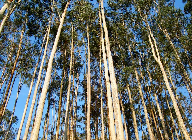 火的操控者——桉树，真正诠释了野火烧不尽，春风吹又生