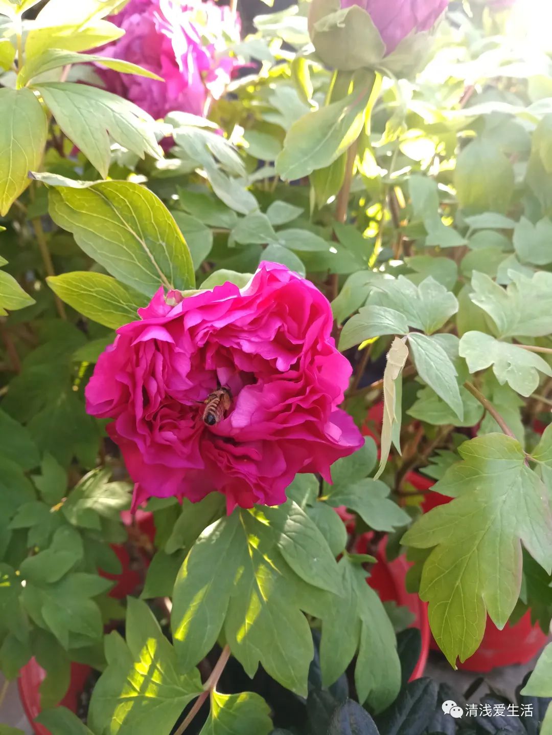 年味十足的花店,花店年味十足