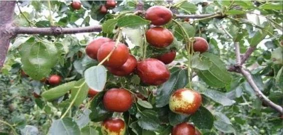 各种常吃水果名和图片,喜欢吃水果了解水果种类