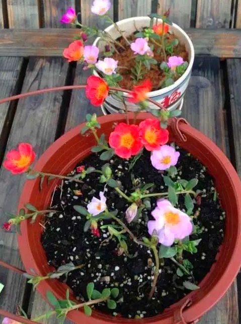 龙须花怎样养,龙须牡丹花