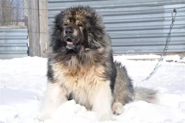 杀伤力最高的十大猛犬,战斗力最强的几种猛犬