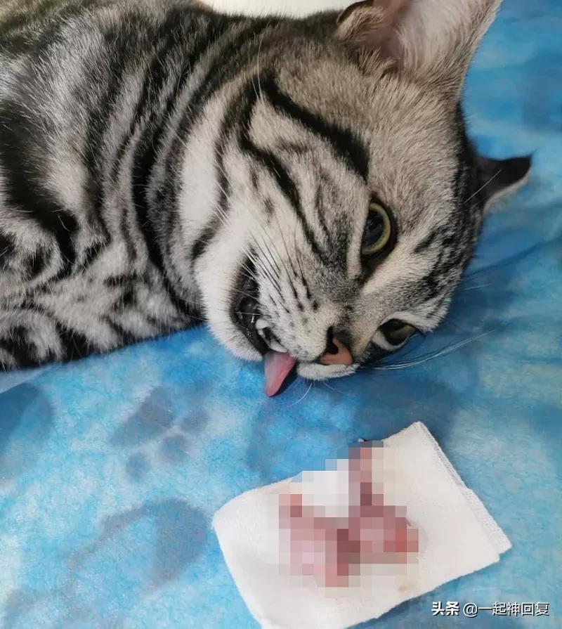 绝育猫的蛋蛋怎么处理,绝育后的猫蛋蛋怎么处理