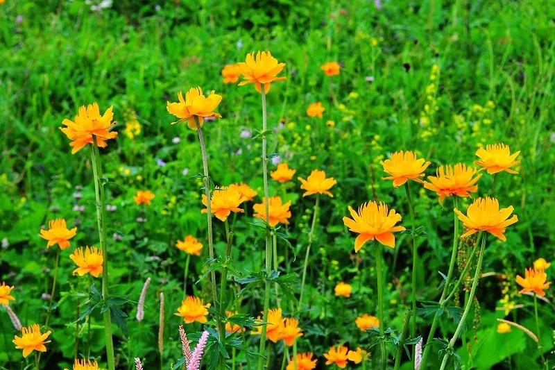 驼梁七月草原美，金莲妖娆入画里/郝贵云